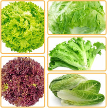 Lollo Römersalat Lettuce Seeds for home growers seeking a reliable harvest
