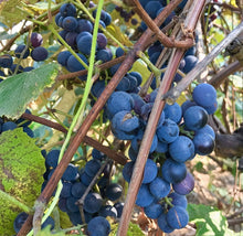 Mini Grape Vine Seeds (Vitis vinifera) for a homegrown harvest from the Patio or Home Garden