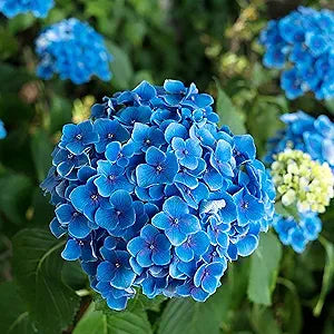 Blue Hydrangea Seeds â€“ Vibrant Garden Flower