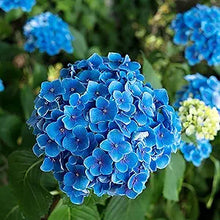 Blue Hydrangea Seeds â€“ Vibrant Garden Flower