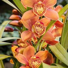 Cymbidium Orchid Seeds for gardeners building out beds and borders
