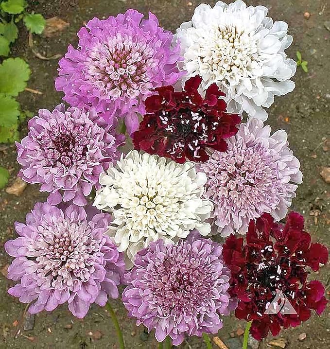 Scabiosa Cutbrite Pincushion Mix Flower Seeds â€“ Colorful Mix for Cut Flowers and Pollinator Gardens