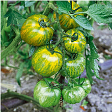 Green Ball Tomato Seeds for a reliable harvest in the Garden