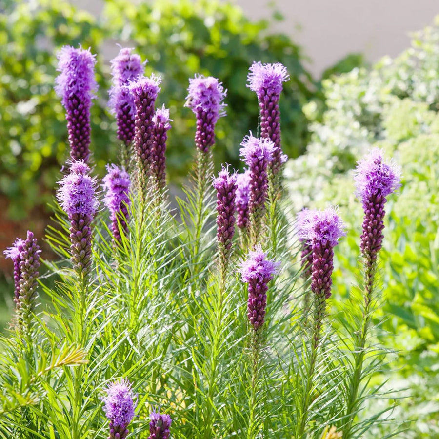 Blazing Star ��������� Liatris spicata ��������� for planting in pollinator gardens
