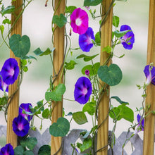 Glory Morning Glory Seeds for reliable seasonal color