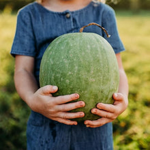 Yellow Watermelon Seeds (Citrullus lanatus) for growers stocking the home garden plots