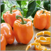 Sweet Orange Pepper Seeds for growers stocking a kitchen garden