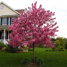 Malus Prairiefire Tree Seeds for long-term planting in the landscapes and backyard gardens