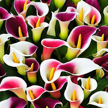 Tage Lily Seeds (Lilium spp.) for seasonal color across the Flower Bed & Garden