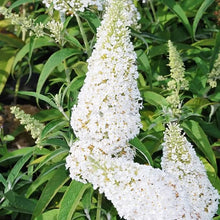 Bush Various Species White Beautiful Seeds for growers filling out the Garden Seasonal Displays