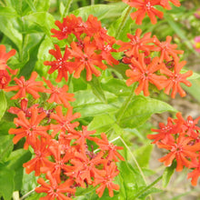 Lychnis Campion Seeds for gardeners building out beds and borders