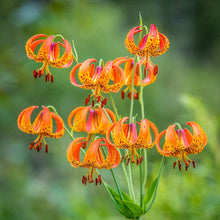 Lilium Superbum Turks Cap Lily Seeds (Lilium superbum) for seasonal color across the Garden