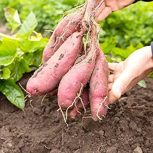 Sweet Potato Vegetable Seeds Ipomoea batatas for planting in vegetable patch