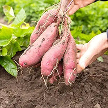 Sweet Potato Vegetable Seeds Ipomoea batatas for planting in vegetable patch