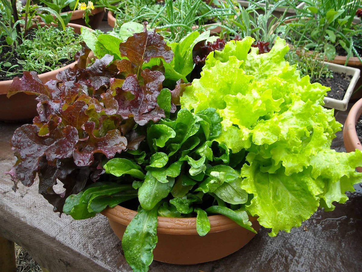 Lettuce Four Seasons (Lactuca sativa) for planting in vegetable garden