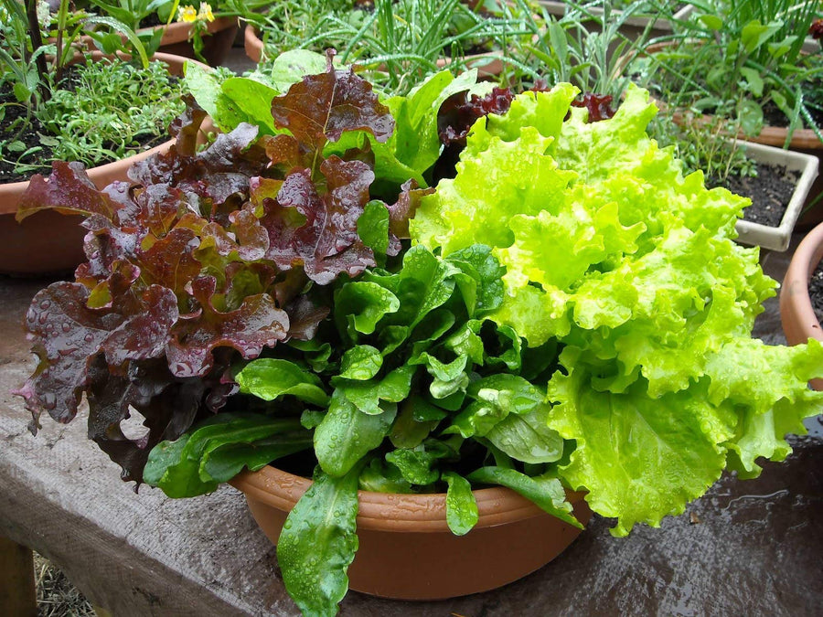 Lettuce Four Seasons (Lactuca sativa) for planting in vegetable garden