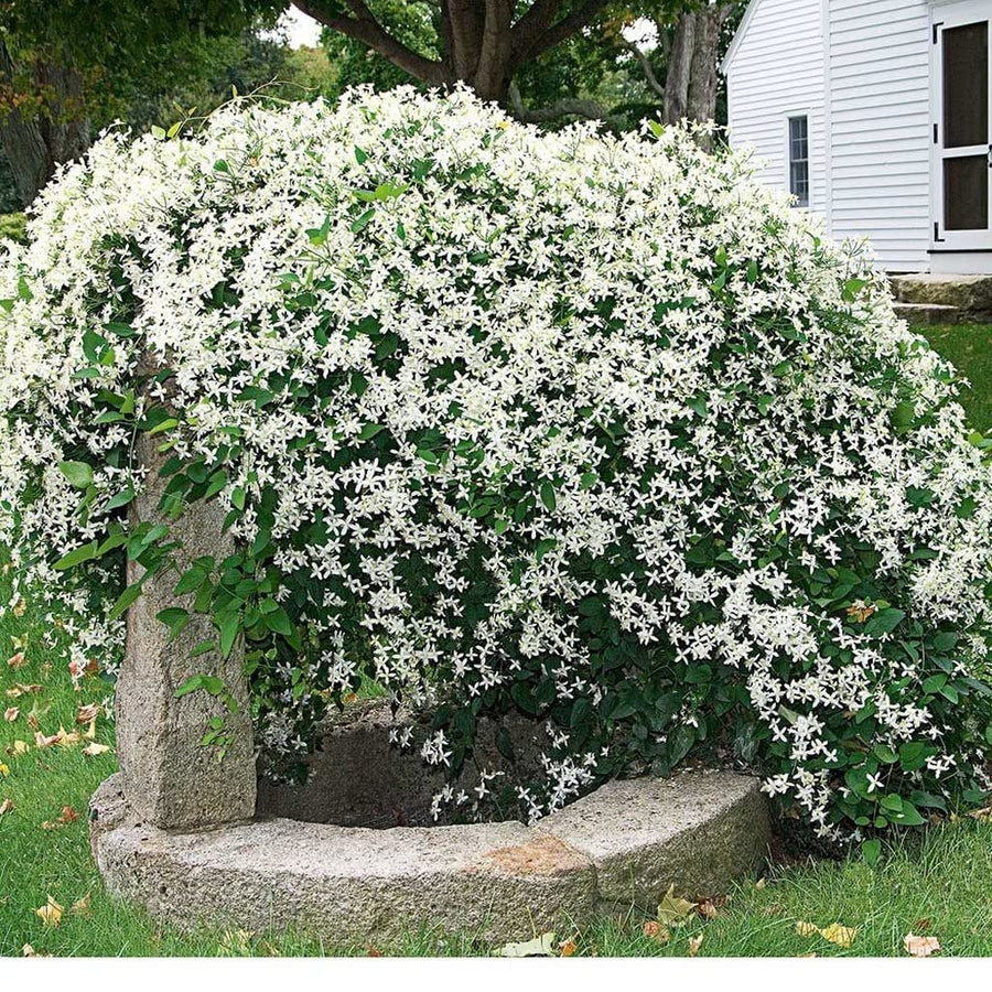 SWEET AUTUMN VINE Clematis terniflora for planting in garden