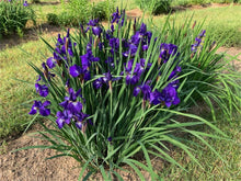 Iris Seeds (Sibirica water) for growers filling out the Iris edge flower bed