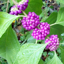 Callicar's Beerensamen Seeds (Callicarpa spp.) for a bright addition to the Flower Garden