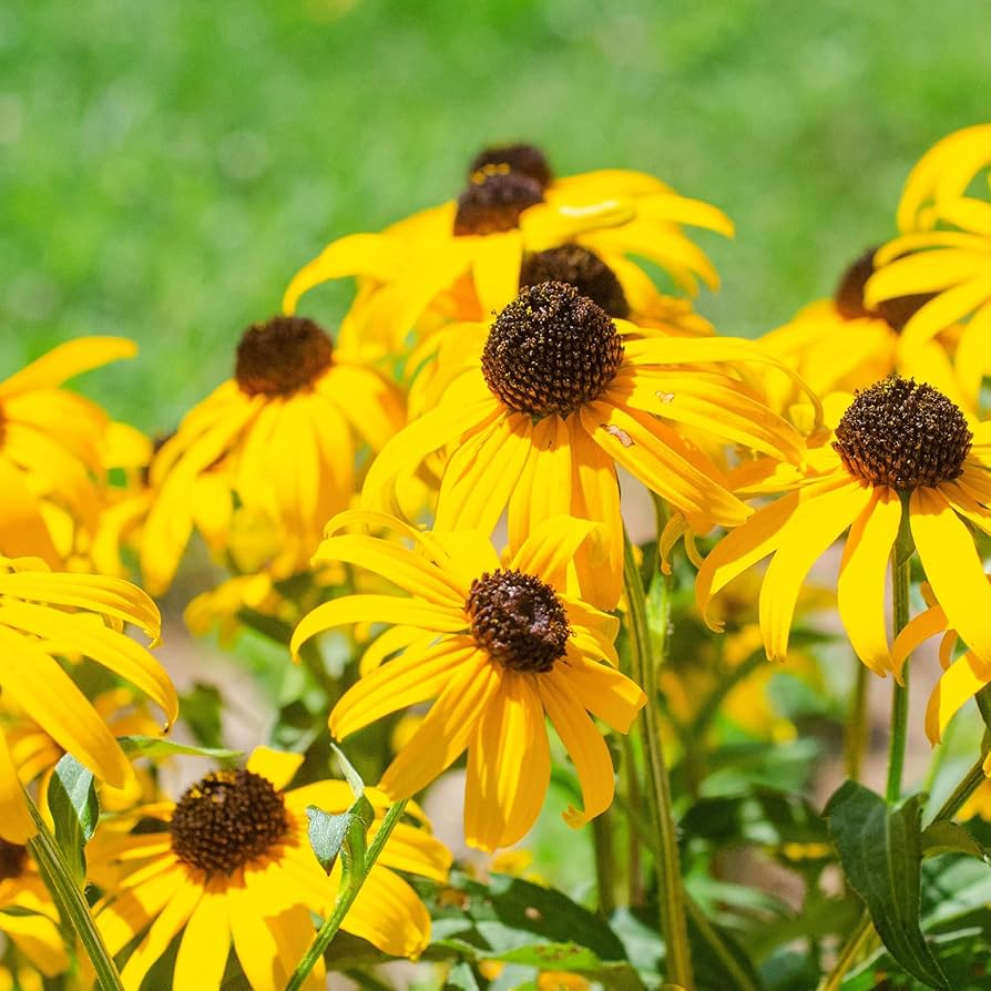 Rudbeckia Coneflower Rudbeckia hirta for planting in wildflower garden