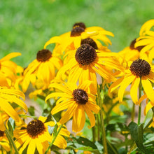 Rudbeckia Coneflower Rudbeckia hirta for planting in wildflower garden