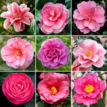 Rainbow Camellia Seeds for seasonal color across the Flower Bed