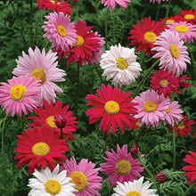 Chrysanthemum Chrysanthemum Morifolium Seeds for colorful blooms in the Garden Cut Flowers