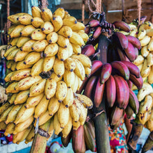Mixed Banana Musa spp for planting in tropical garden