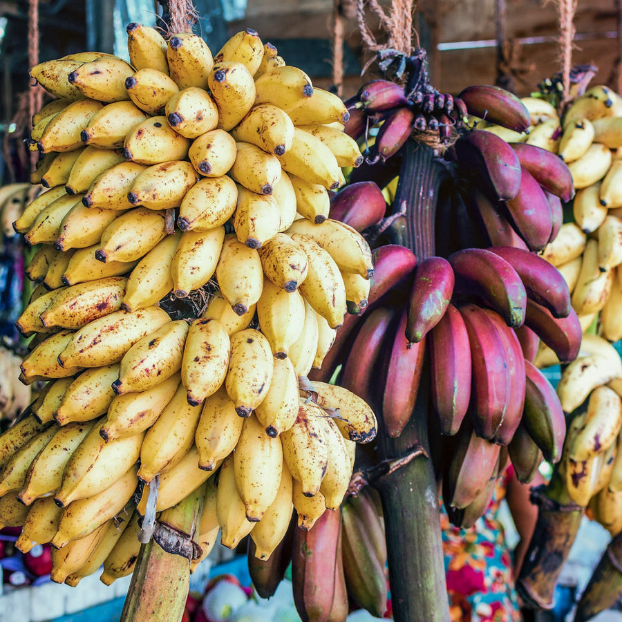 Mixed Banana Musa spp for planting in tropical garden