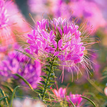 Queen Cleome Seeds (Cleome hassleriana) for colorful blooms in the flower beds and gardens