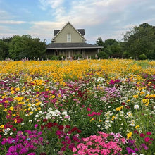 Wildflower Mixed Species Perennial Seeds grown for pollinator Natural Landscaping