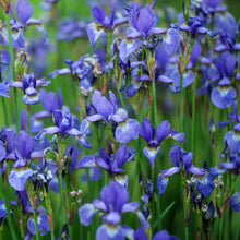 Iris Sibirica Seeds for planting in water-edge garden