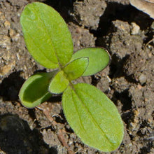 Incredible Dwarf Sunflower Seeds for growers seeking a long-blooming display