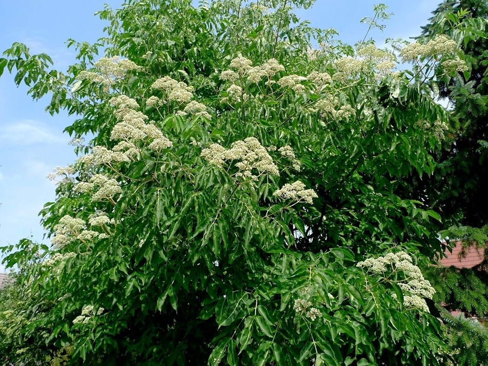 Korean Evodia Danielli tree seeds for planting