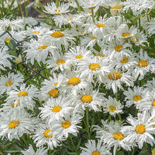 Daisy Bellis Perennis Crazy Mixed Seeds for growers filling out the Seasonal Containers
