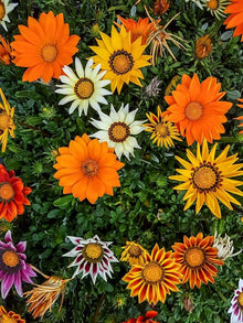 Gazania Sunshine Mix Seeds for reliable seasonal color