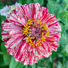 Zinnia Bon Bon Mix - for planting in home garden