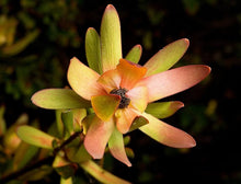Leucadendron Red Devil Blush Conebush Seeds for seasonal color across the Home Garden, Ornamental Shrubs