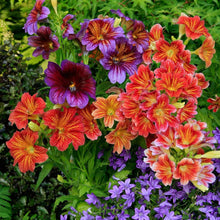 Painted Munds Salpiglossis Flower Plant Seeds for a colorful addition to any planting