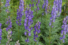 Monkshood Seeds (Aconitum spp.) for a lasting display in the Flower Bed