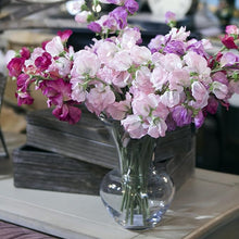Sweet Pea Seeds (Lathyrus odoratus) for growers stocking the Flower Bed