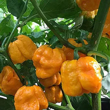 Numex Suave Orange Pepper Seeds known for mild, Sweet Orange Peppers