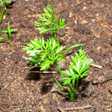 Paris Carrot Seeds (Daucus carota) for a fresh homegrown crop from the Urban Vegetable Patch