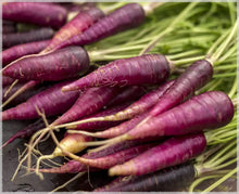 Cosmic Purple Carrot Seeds for a productive addition to the vegetable patch