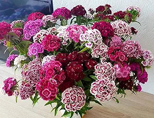 Dianthus Dianthus chinensis flower seeds for planting in indoor pots or home garden flower beds - for planting in home garden