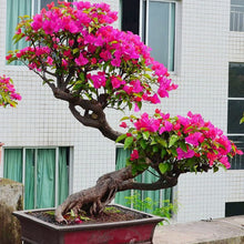 Bougainvillea Seeds (Bougainvillea spectabilis) for growers filling out the backyard trellises