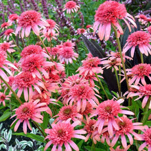 Gum Drop Coneflower Seeds (Echinacea purpurea) for growers filling out the flower beds and home gardens