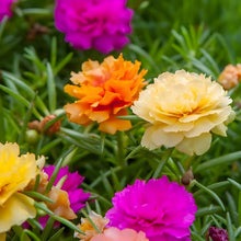 Black Portulaca (Portulaca grandiflora) for planting in dry flower gardens