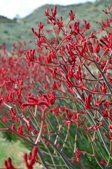 Kangaroo Paw Seeds (Anigozanthos flavidus) for long-term planting in the Home Garden or Bonsai Containers