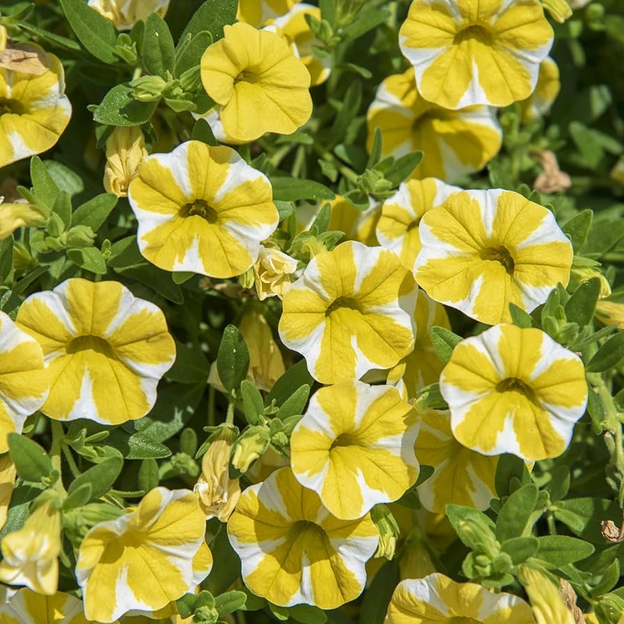 Petunia Semi Slice of Lemon Superbells Calibrachoa Plant - for planting in home garden